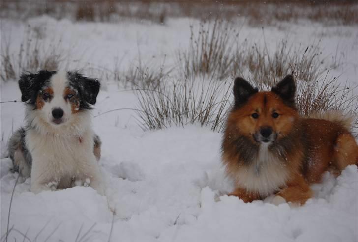 Australian shepherd Gaia - Puha -december måned er altså hård med alle de julefrokoster *GG* -eller osse skulle billedet bare saboteres hehe billede 18