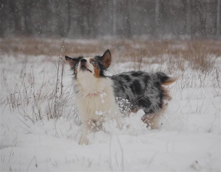 Australian shepherd Gaia - Fange snefnug -den bedste leg i verden ;o) billede 19