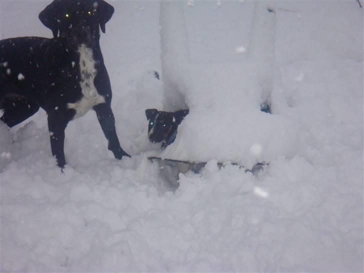 Jack russell terrier Lykkebo's Troy - kom vi gemmer os!!!!! billede 13