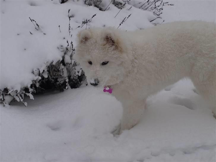Samojedhund Gina - Uha sne:D billede 14