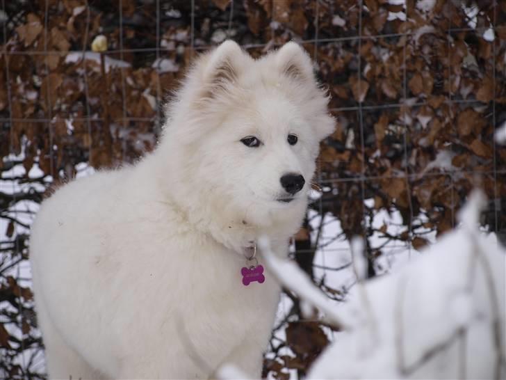 Samojedhund Gina - :d billede 15
