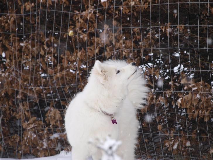 Samojedhund Gina - Haps ! jeg fik den sne fnug... billede 16