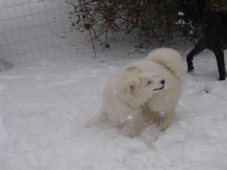 Samojedhund Gina - Puhaaaaa:D billede 17