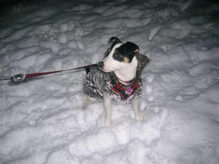 Blanding af racer Frida - Så skøn og uskyldig hun ser ud! billede 13
