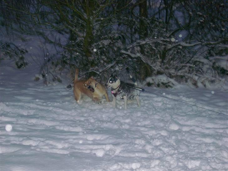 Blanding af racer Frida - Frida og Tasja leger ;) Min lille ´kamphund´ :b billede 14