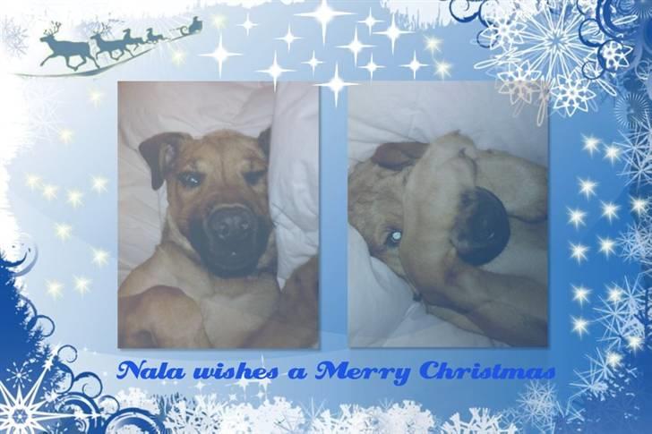 Blanding af racer Nala billede 15