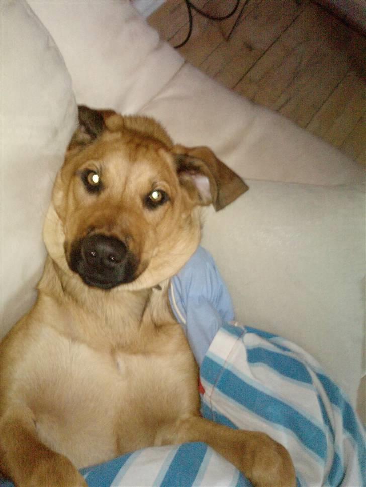 Blanding af racer Nala billede 16