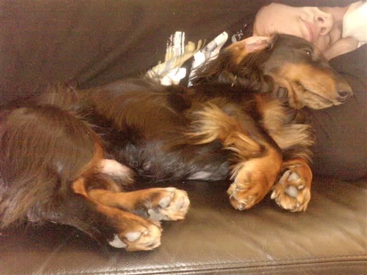 Gravhund King billede 11