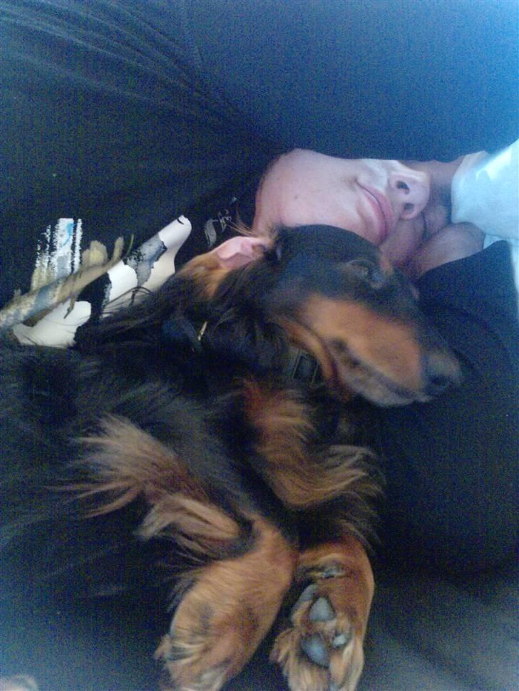 Gravhund King billede 12