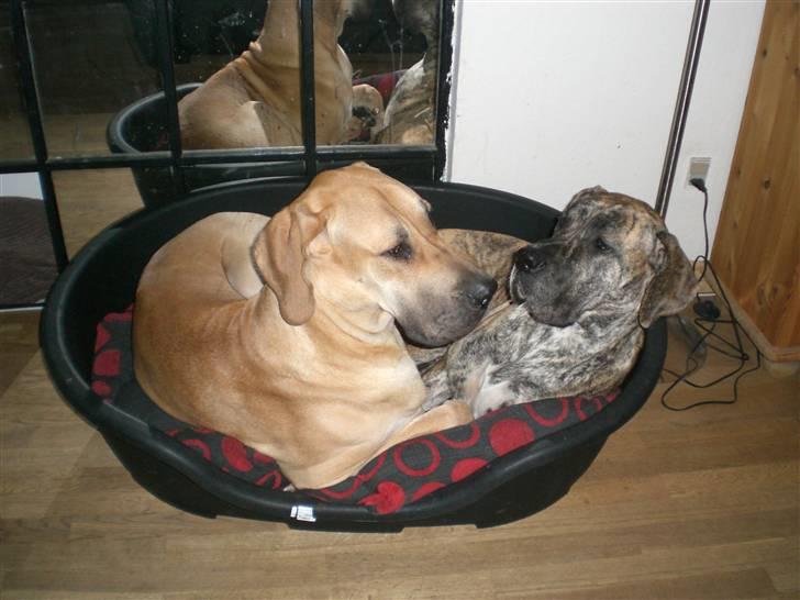 Grand danois Elma - Elma putter sammen med Bufas billede 19