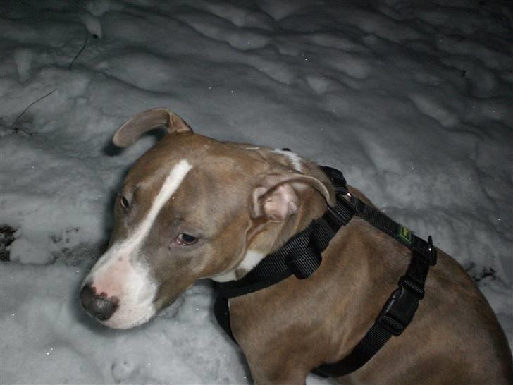 Amerikansk staffordshire terrier Malou R.I.P billede 15