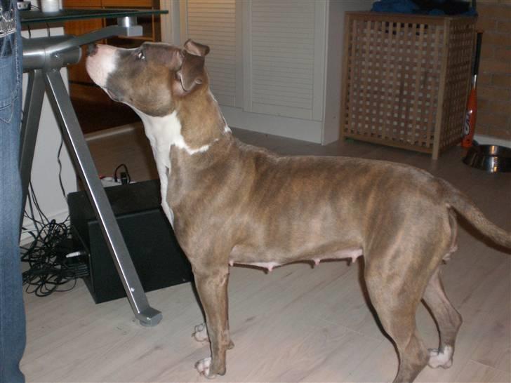 Amerikansk staffordshire terrier Malou R.I.P billede 18