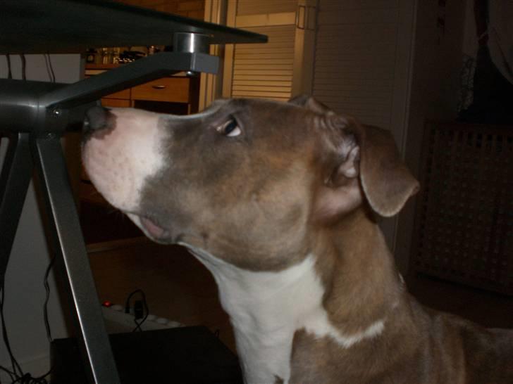 Amerikansk staffordshire terrier Malou R.I.P billede 19