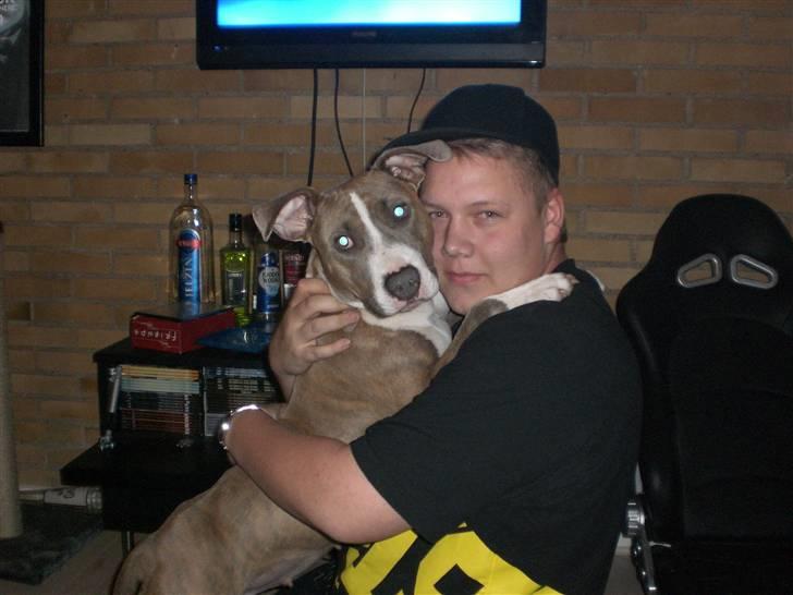 Amerikansk staffordshire terrier Malou R.I.P billede 20