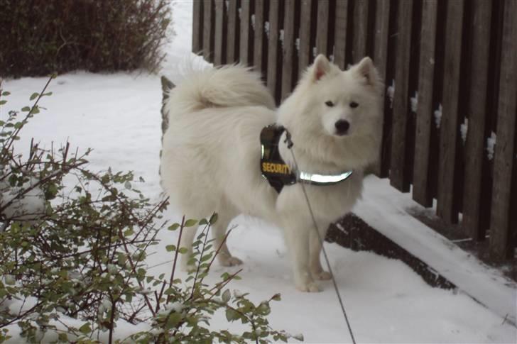 Samojedhund Samson - Samson 8mdr. billede 19