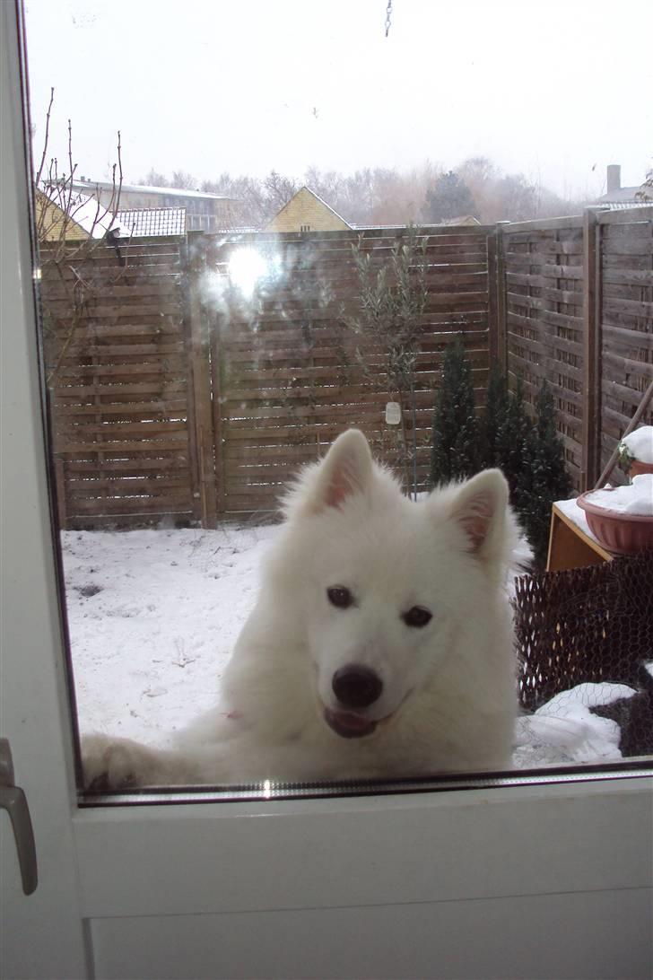 Samojedhund Samson - Samson 8 mdr. billede 20