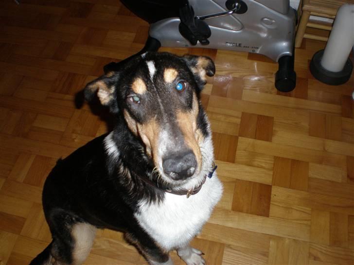 Collie korthåret Dollar - Så søød billede 2