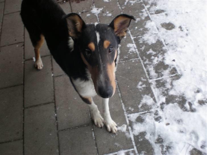 Collie korthåret Dollar billede 3