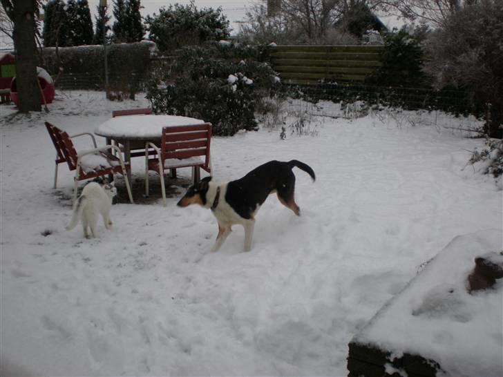 Collie korthåret Dollar - Så skal der leges i sneen med pelle billede 4