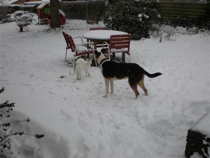 Collie korthåret Dollar billede 5