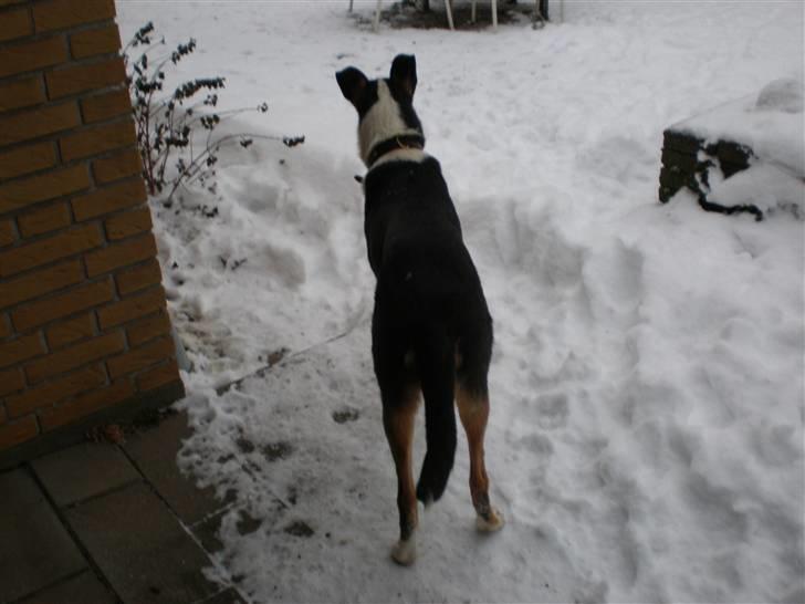 Collie korthåret Dollar billede 6