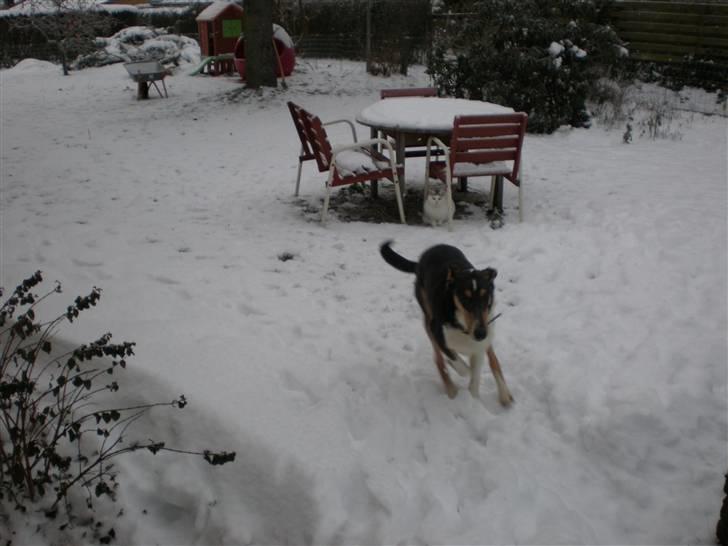 Collie korthåret Dollar - Fuld fart frem :) billede 7