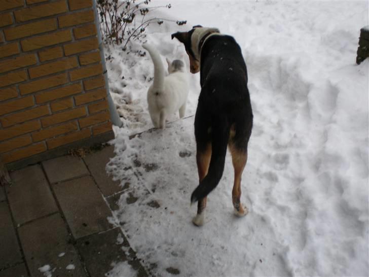 Collie korthåret Dollar billede 8