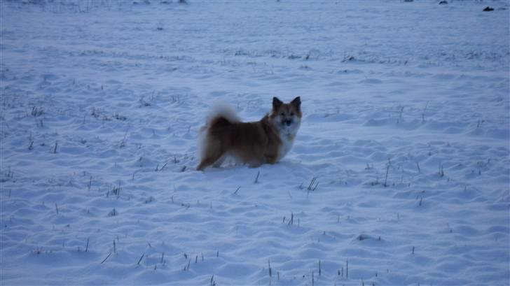 Islandsk fårehund Sælgæti's Una billede 11