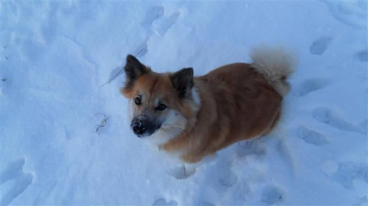 Islandsk fårehund Sælgæti's Una billede 12