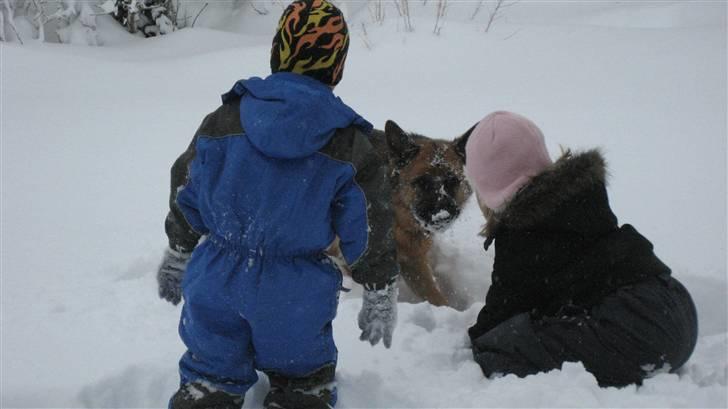 Schæferhund qato billede 17