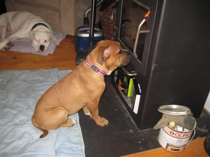 Blanding af racer Trunte R.I.P. 18-7-2011 - er der nogle der gidder tænde for det her fjernsyn! billede 10