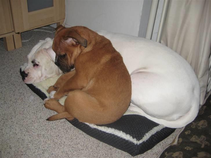 Blanding af racer Trunte R.I.P. 18-7-2011 - jeg kan godt lige være her! billede 12