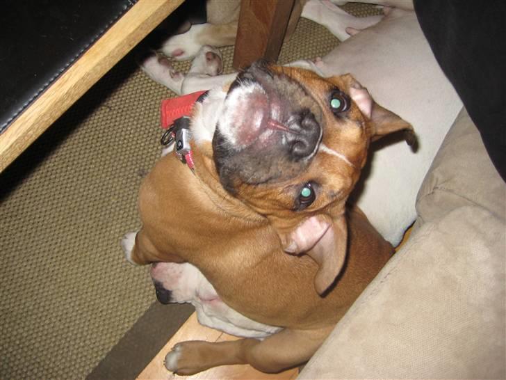 Blanding af racer Trunte R.I.P. 18-7-2011 - jeg sidder da ikke på Daimonds hoved...nej nej...helt uskyldig! billede 13