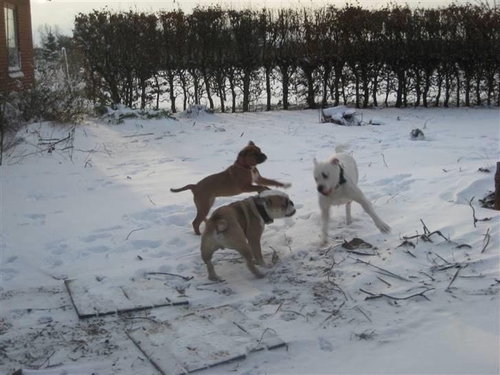 Blanding af racer Trunte R.I.P. 18-7-2011 - sne hygge! billede 14