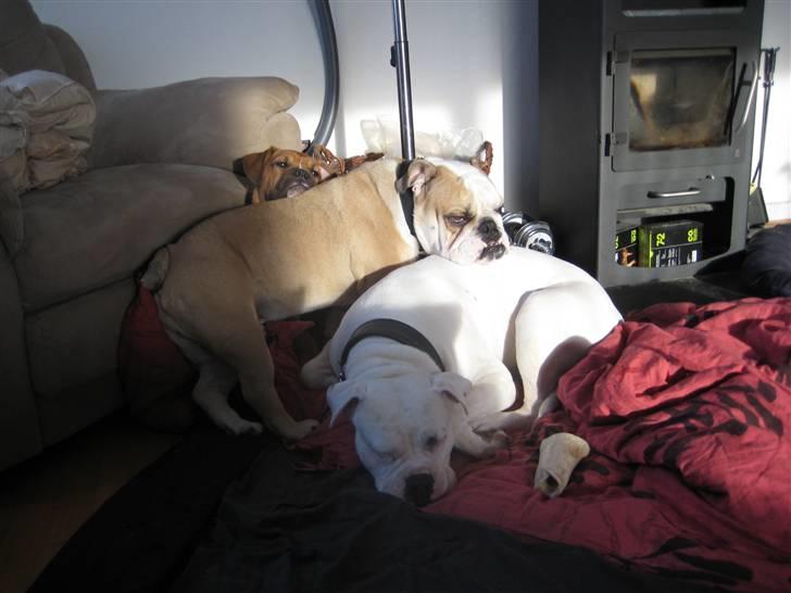 Blanding af racer Trunte R.I.P. 18-7-2011 - BUNKE! billede 15