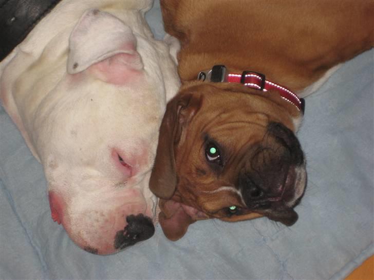 Blanding af racer Trunte R.I.P. 18-7-2011 billede 16