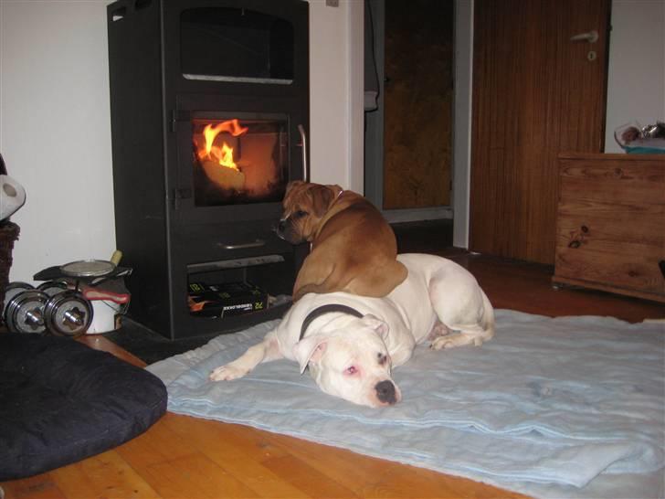 Blanding af racer Trunte R.I.P. 18-7-2011 - Min nye trend! At sidde på de andre hunde ;) billede 17