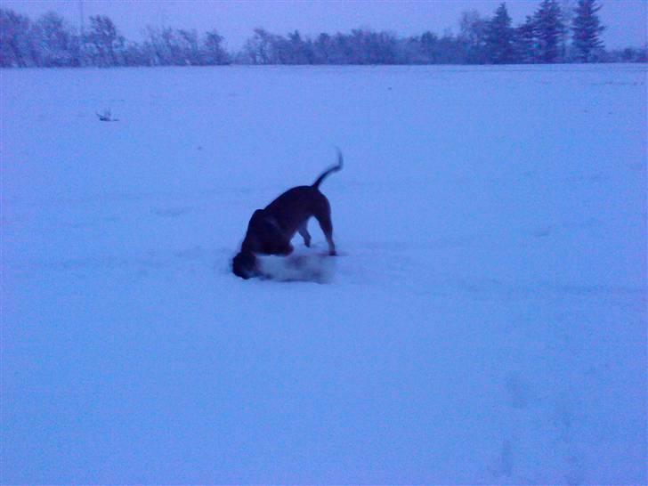 Boerboel anasha moeffe billede 13