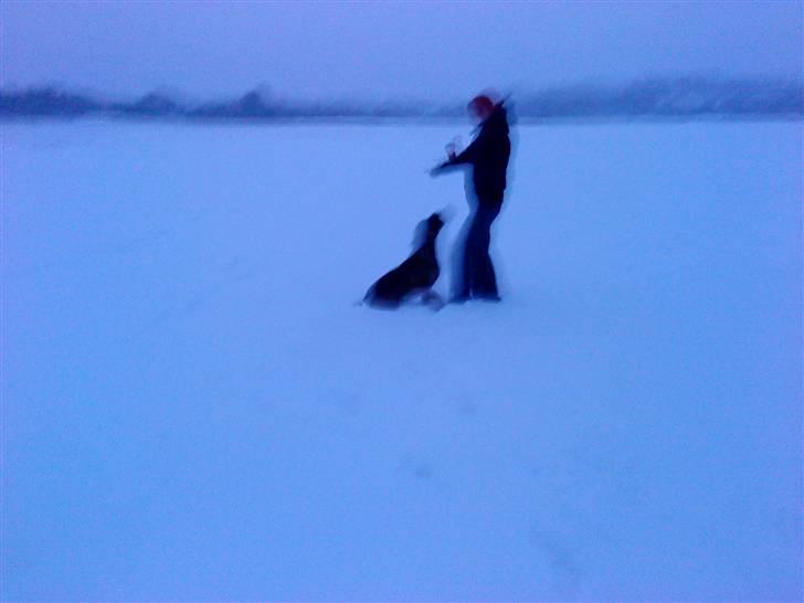 Boerboel anasha moeffe billede 14