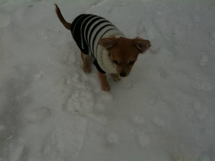 Chihuahua Miss Coco - Coco i sneen. december 2009 billede 20