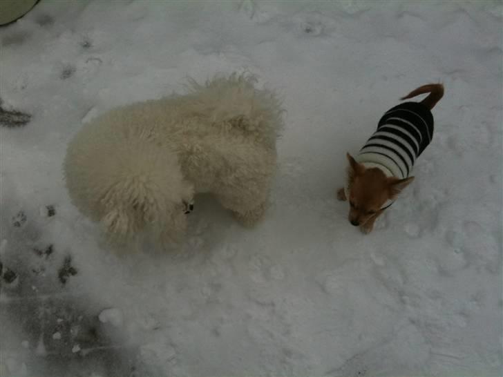 Bichon à poil frisé Snow All You Need (Nanok) - Nanok og Coco i sneen. december 2009 billede 16