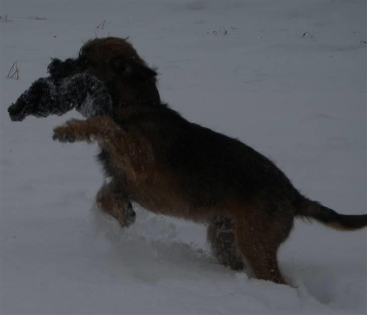 Border terrier Lutra's Morgan billede 15