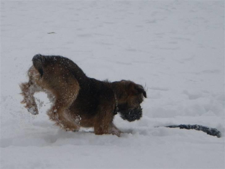 Border terrier Lutra's Morgan billede 16