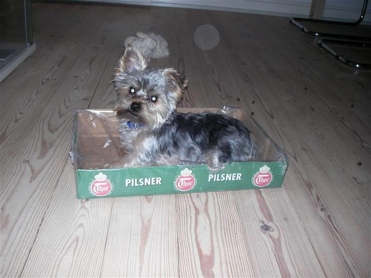 Yorkshire terrier Bounty - Der ku jeg skisme lige være :-) billede 8