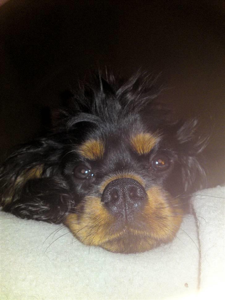 Cavalier king charles spaniel Cavolines Balou billede 14