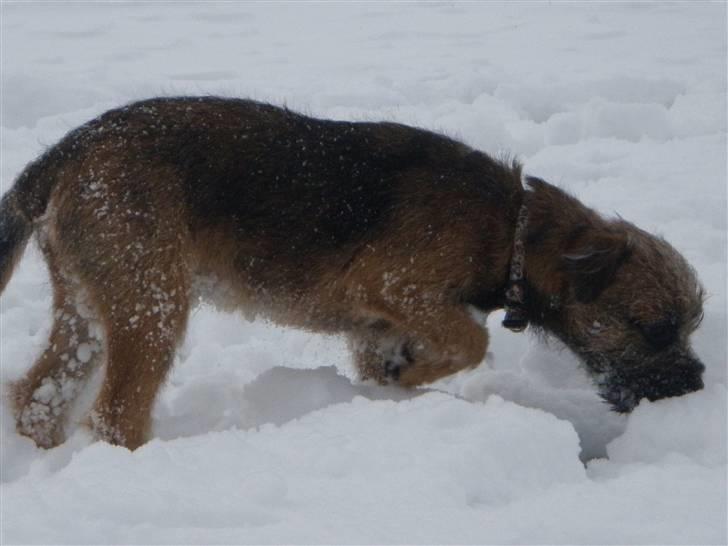 Border terrier Lutra's Morgan billede 17
