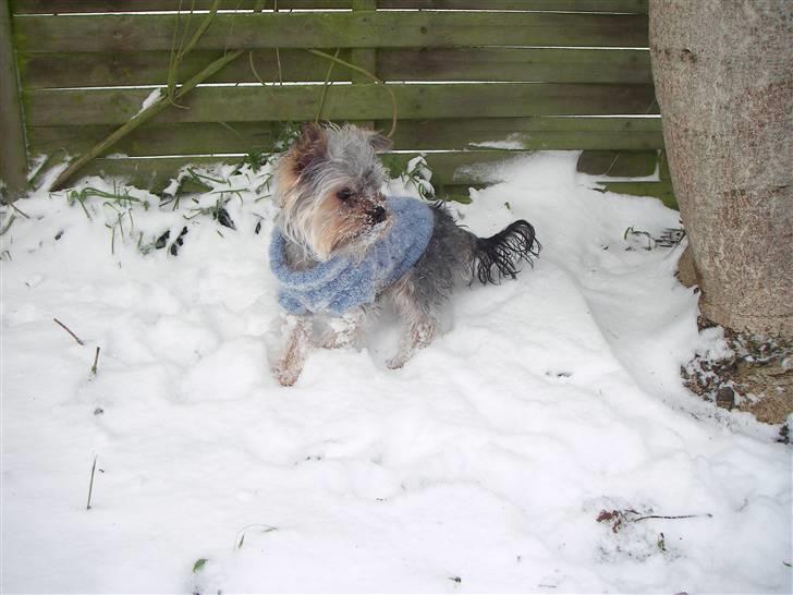 Yorkshire terrier Bounty - Dejlig sne .. 2009 :) billede 9