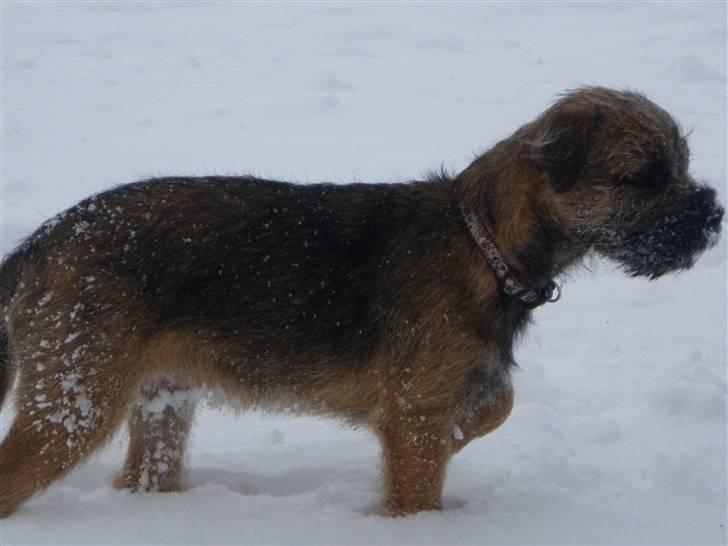 Border terrier Lutra's Morgan billede 18