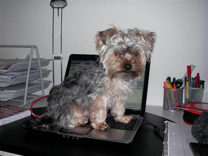 Yorkshire terrier Bounty - Nu kan mor hvertfald ikke undgå at se mig ;) billede 10