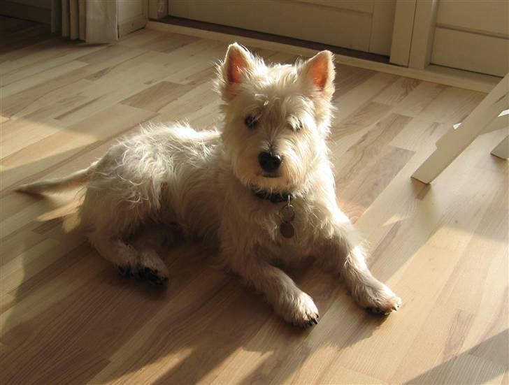 West highland white terrier Sofus (Himmelhund 15/6-2017) billede 1